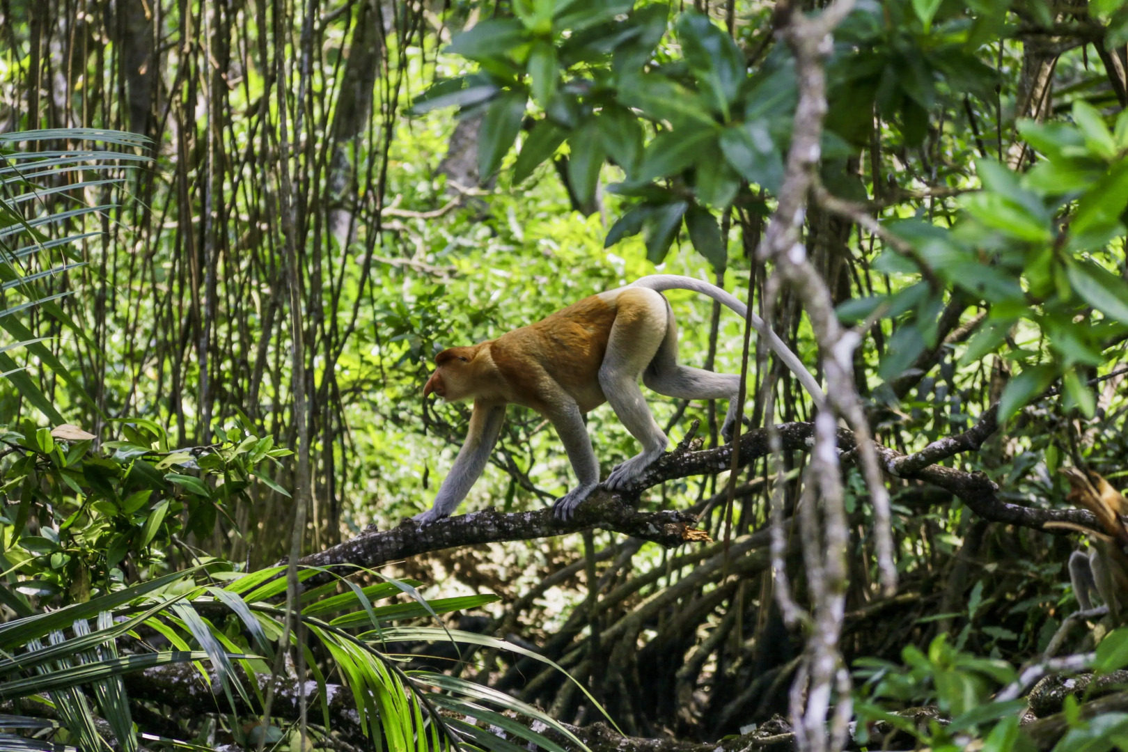 Radisson Hotel Brunei Darussalam