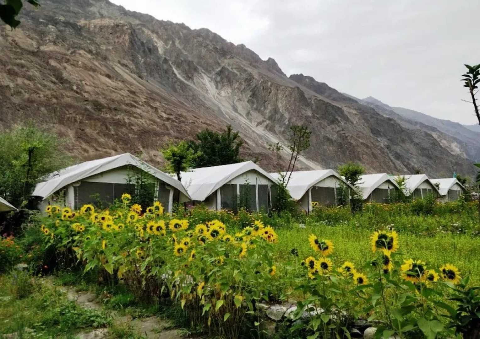 TIH Buckwheat Root Camp - Turtuk