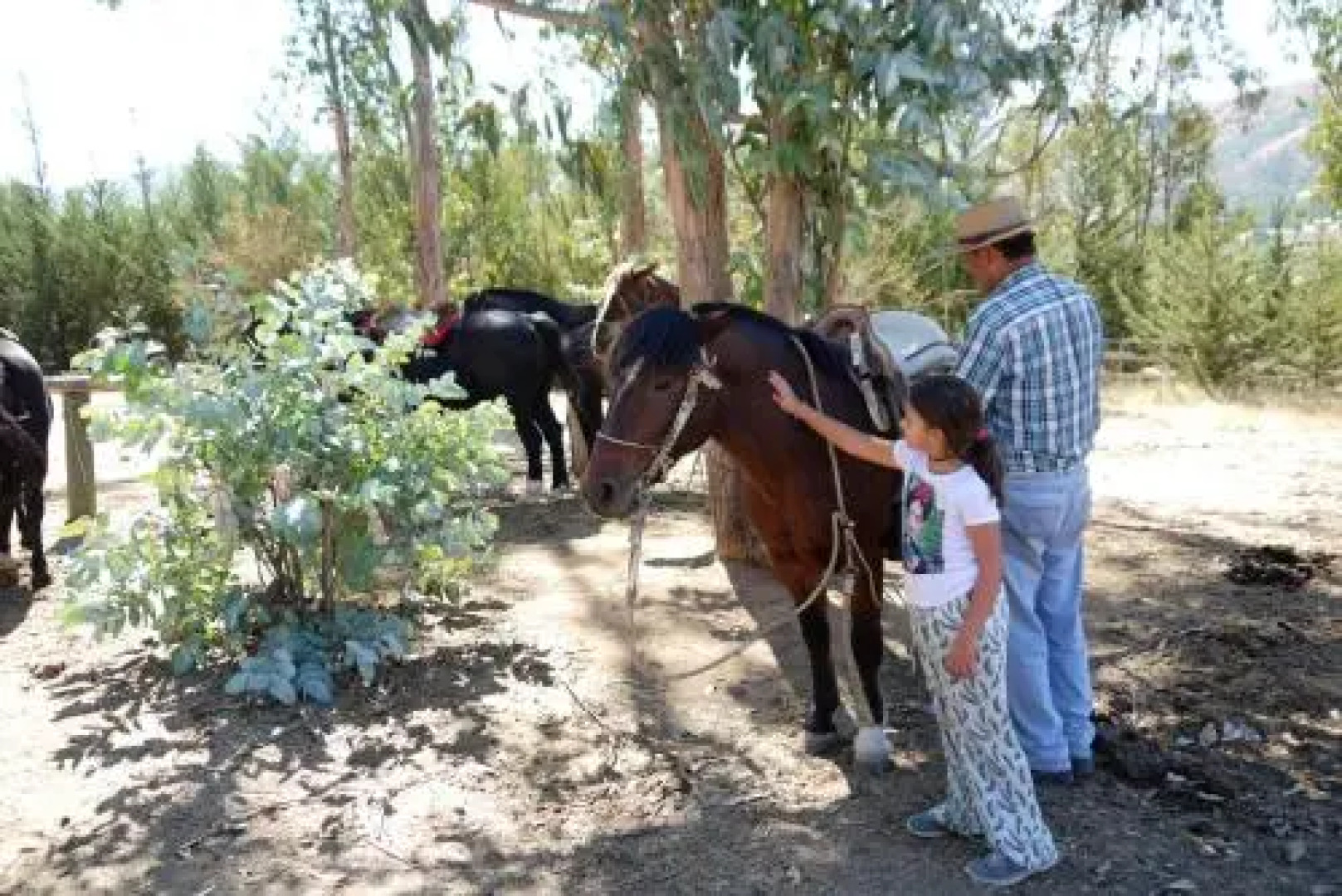 Hotel & SPA Colinas De Cuncumen