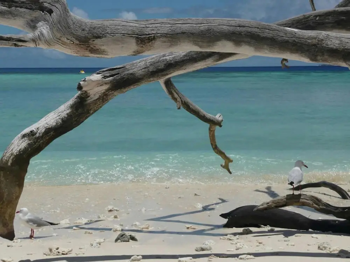 Beach Club Port Douglas 3 Bedroom Luxury Apartment