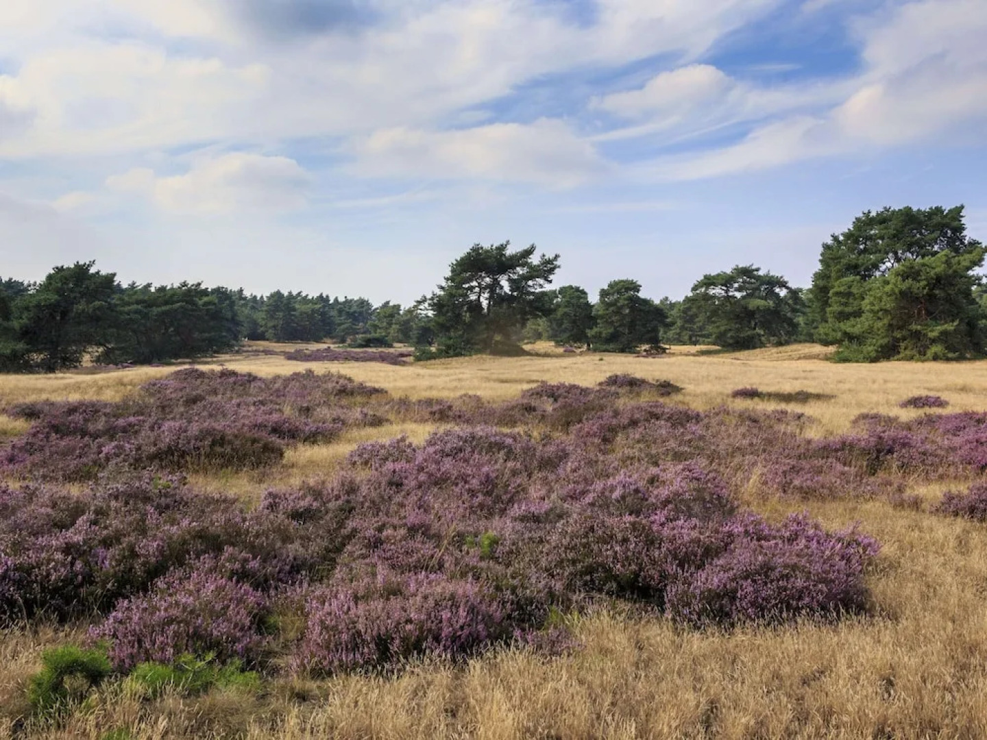 Chalet in Netherlands With Private Sauna