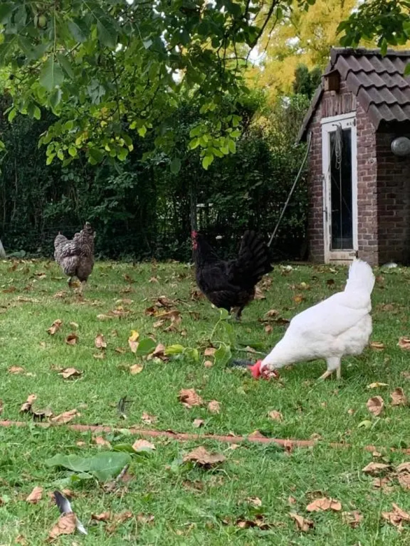 Leuk vakantiehuisje 6p