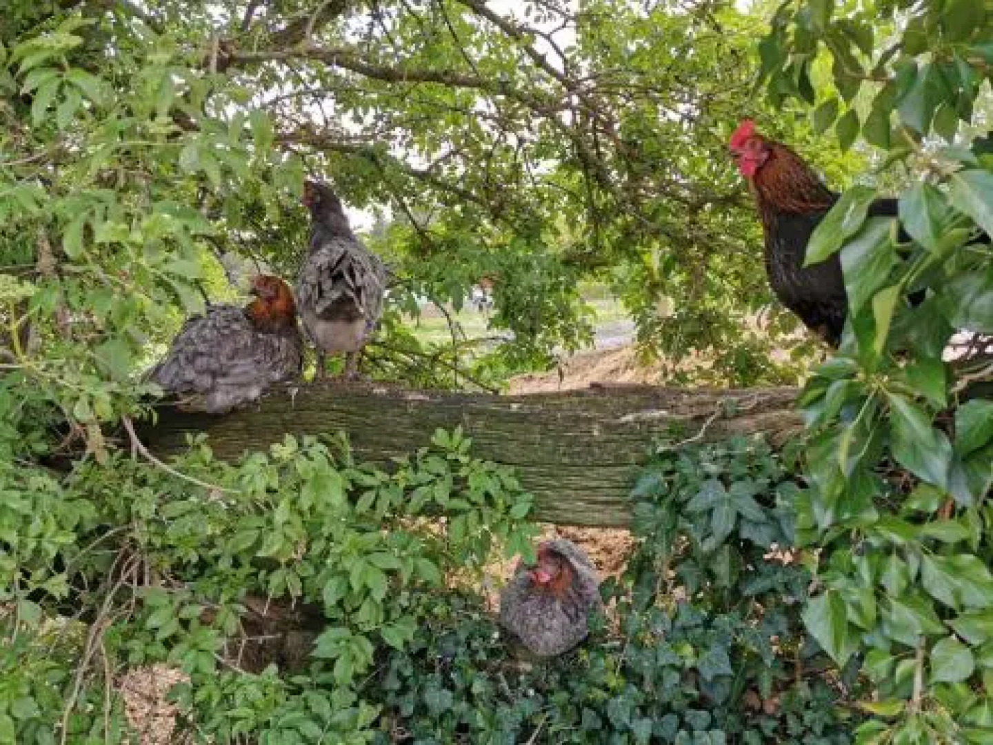 Hotel-Gasthof Pferdekoppel