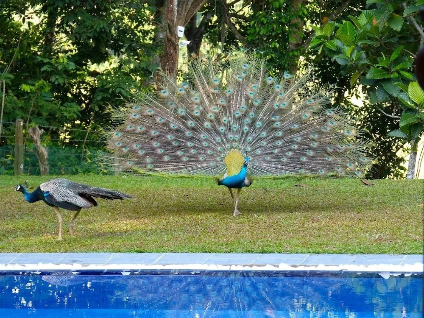 Tropical Dream Villa