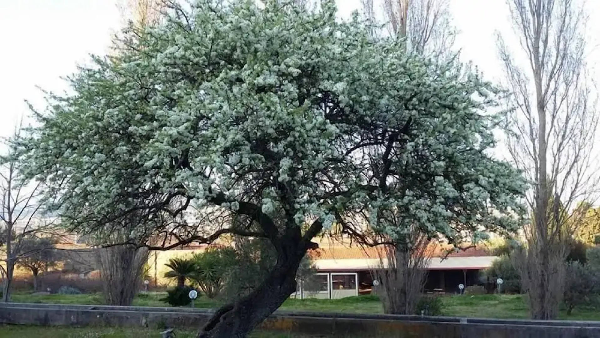 B&B Il Pero Selvatico