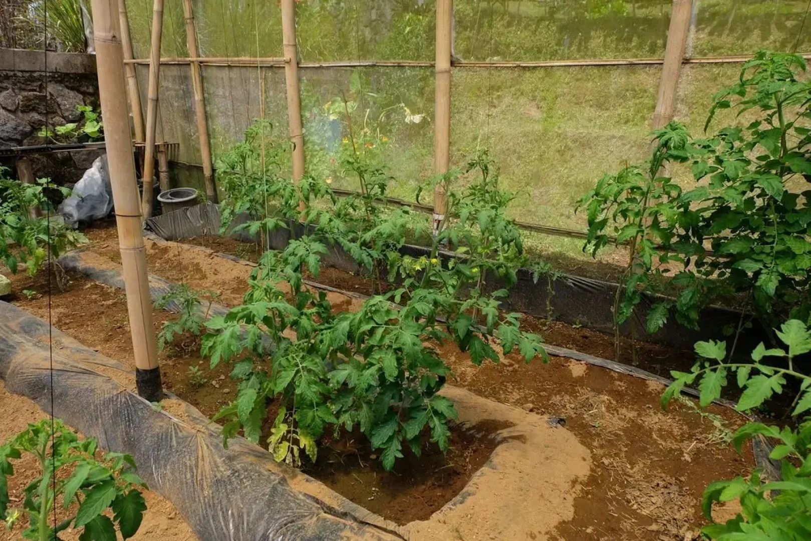 Secret Lodge Bedugul by Taritiya Collection