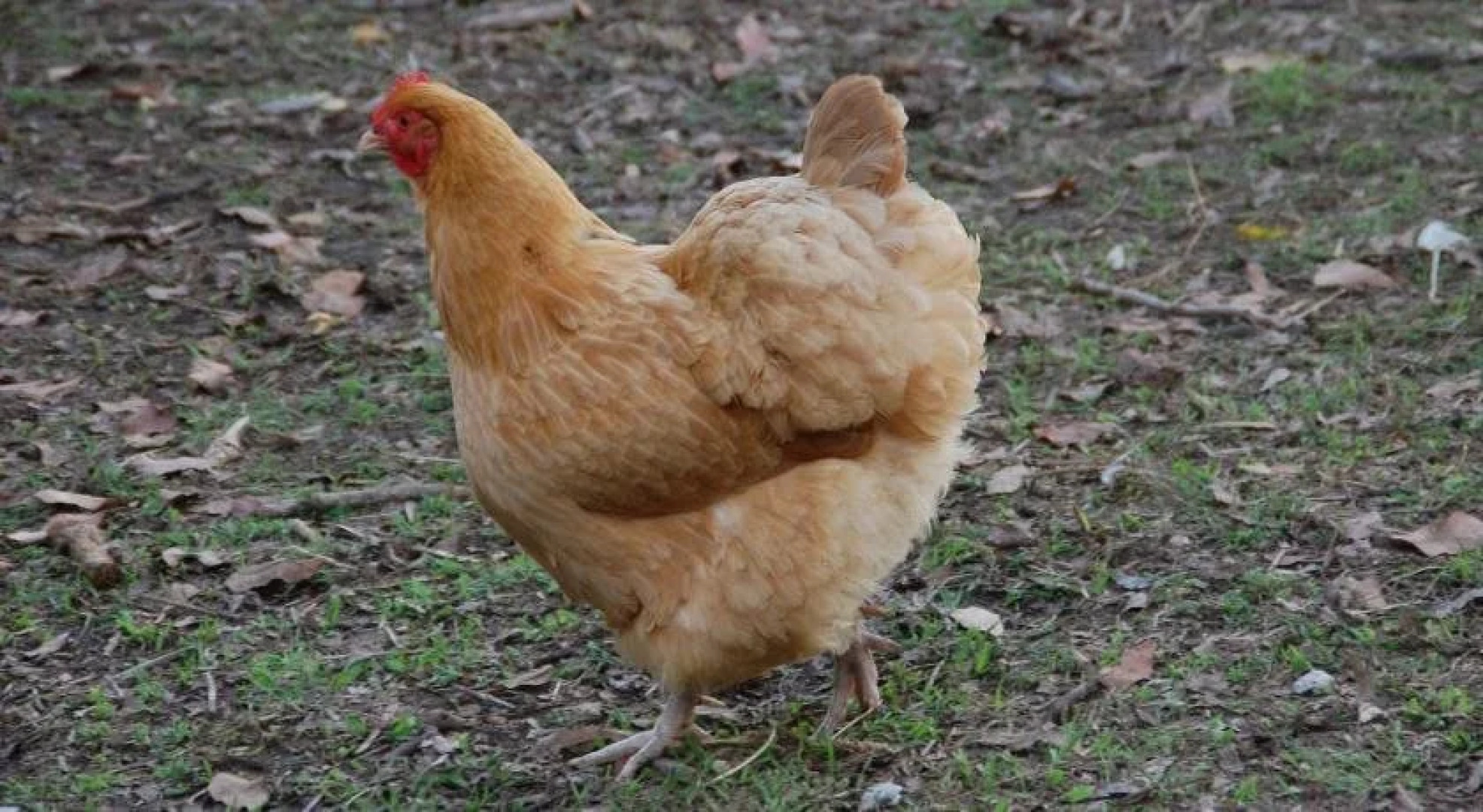 Honeybee Country Accommodation