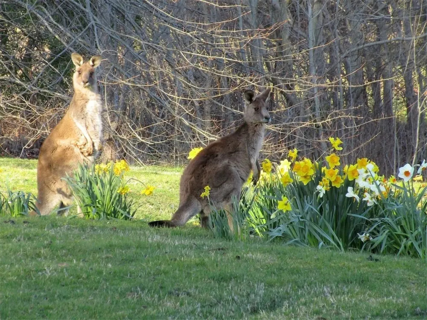 Braeside Mt Macedon Country Retreat & Bed & Breakfast