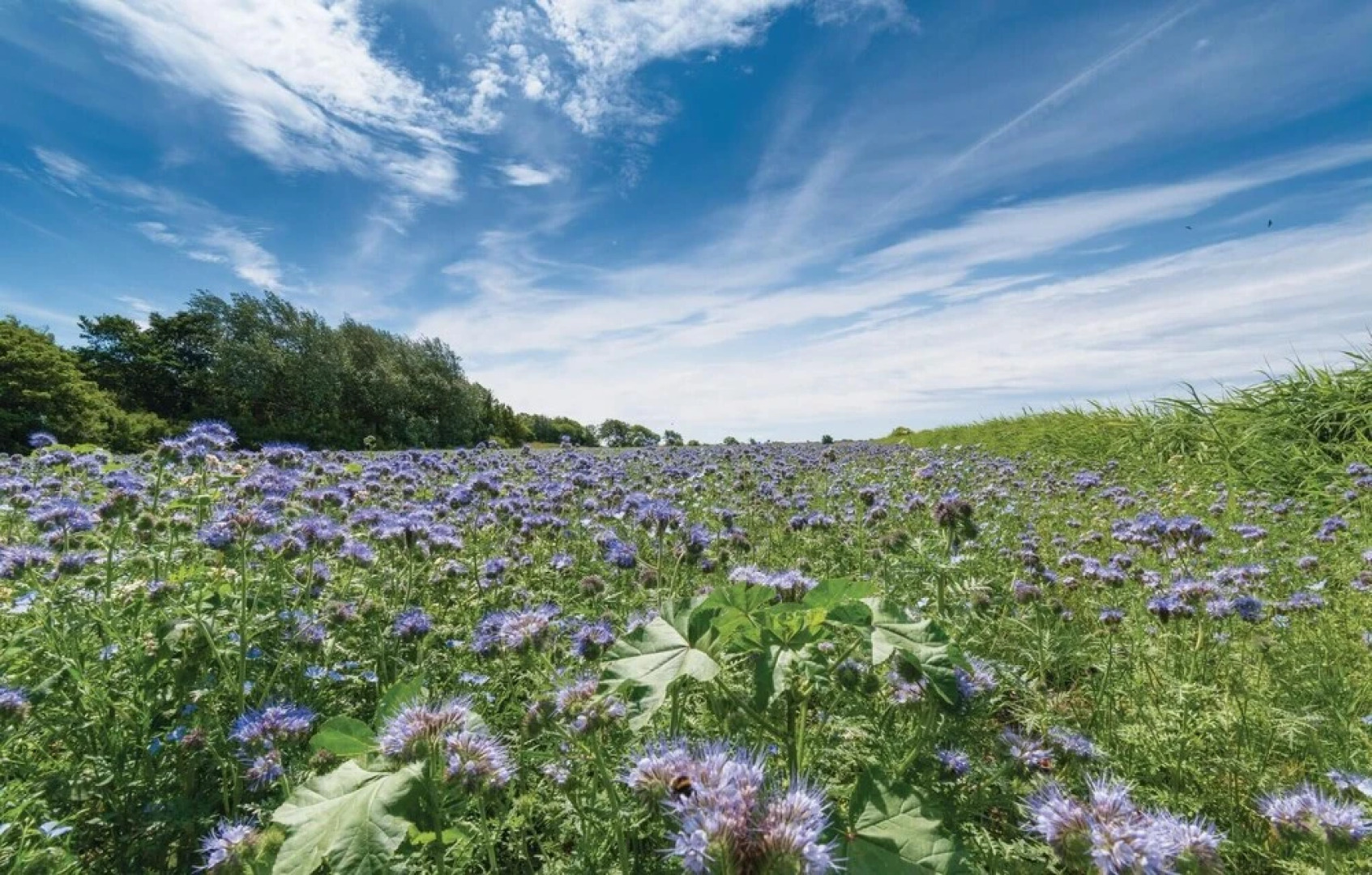 Beautiful Apartment in Emmelsbüll-horsbüll With Wifi and 1 Bedrooms