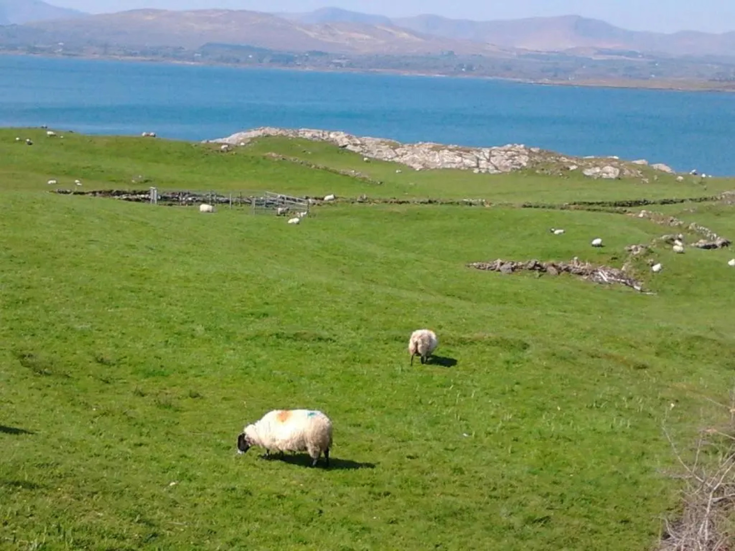 Westland Apartment No. 1