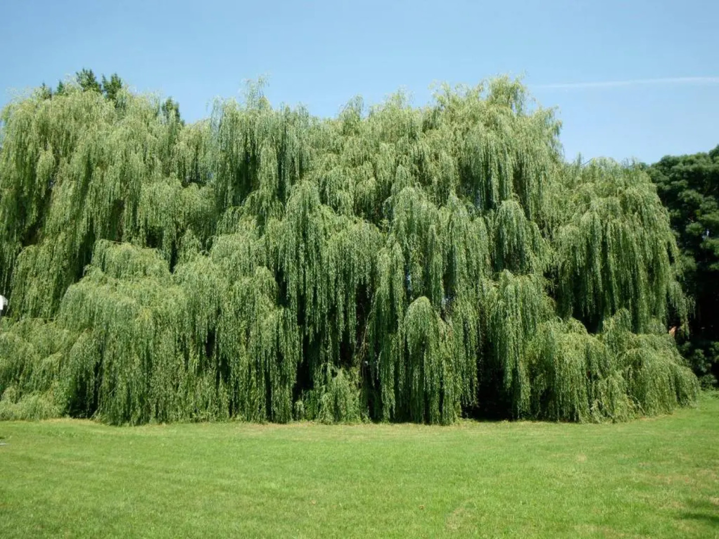 Château De Fourcès