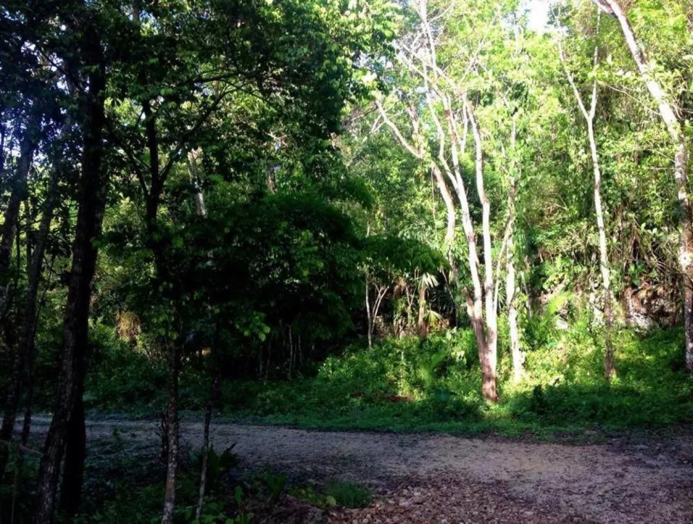 Cacao Rainforest Lodge