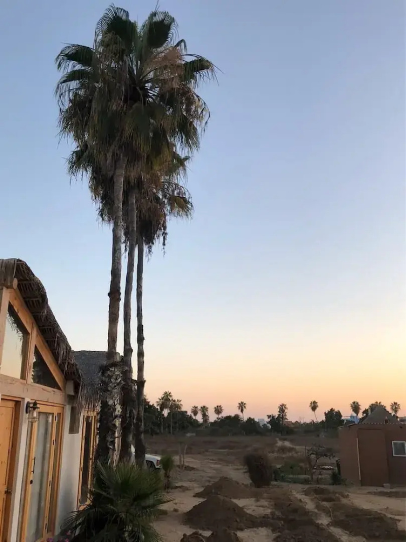 Palmar pescadero