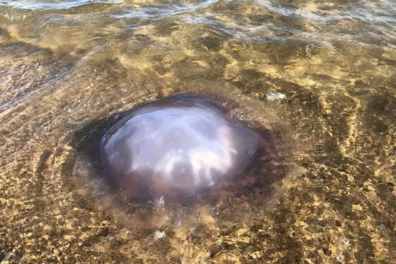 Roes In Vrede - Rust In Peace