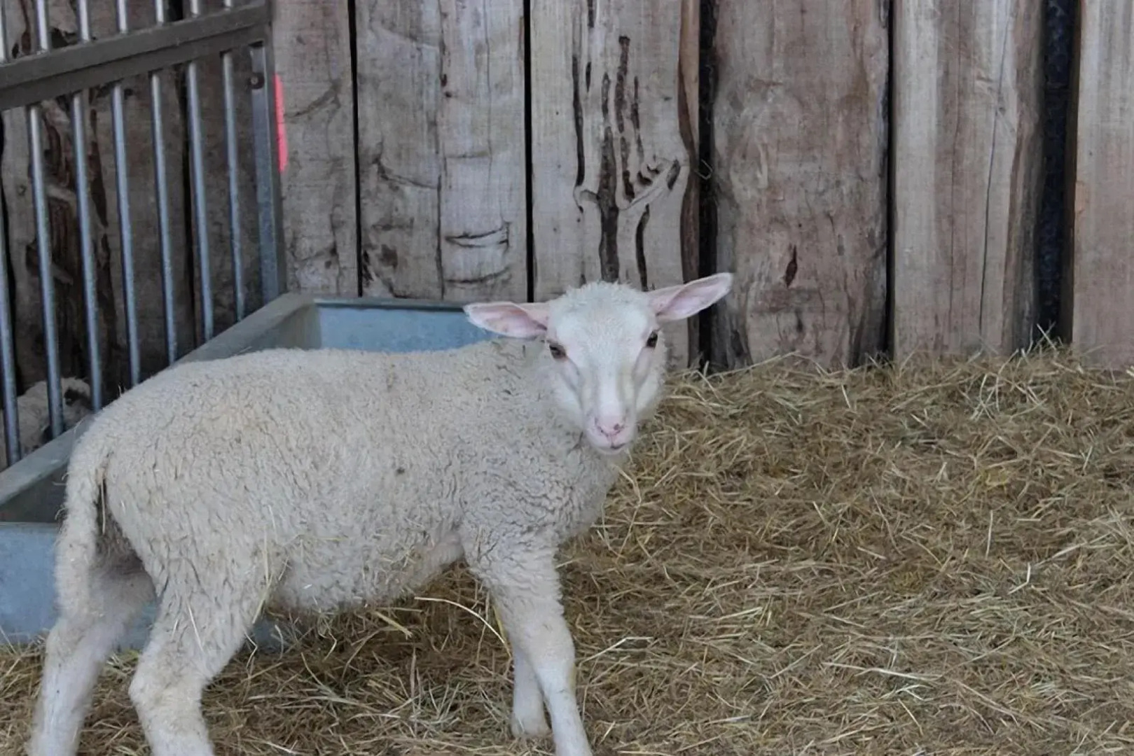 Società Agricola F.lli Angelucci