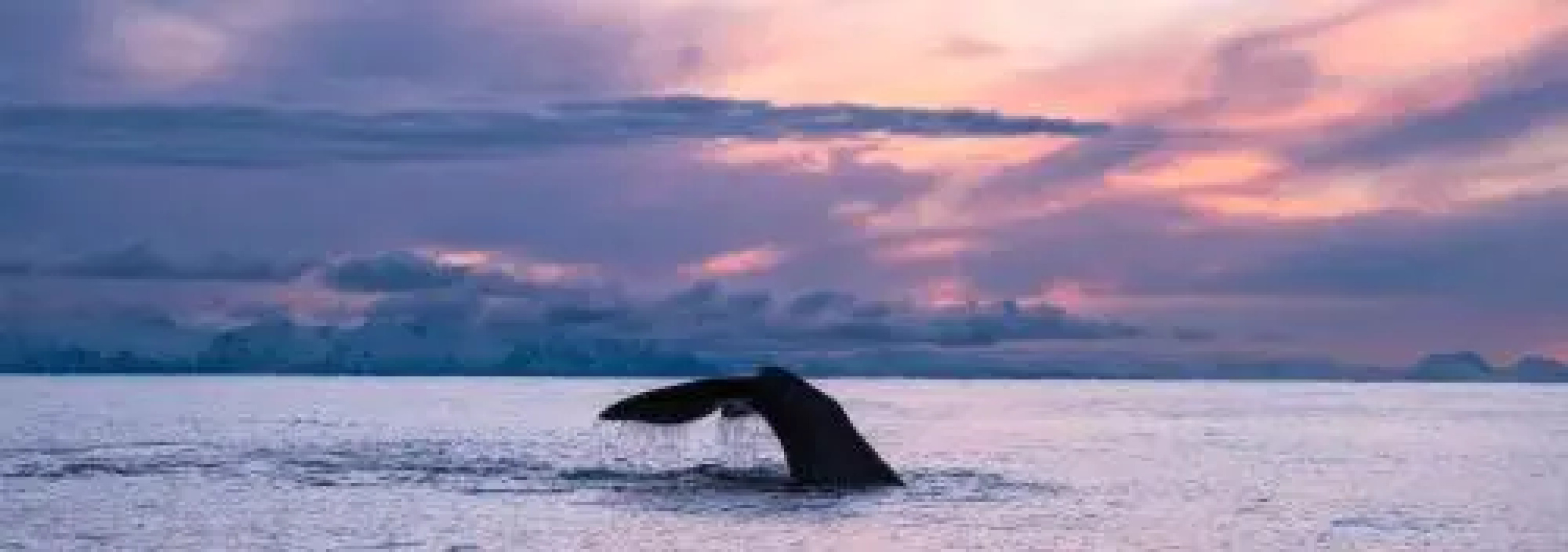 Ellingsen Apartment - Falcks Gate