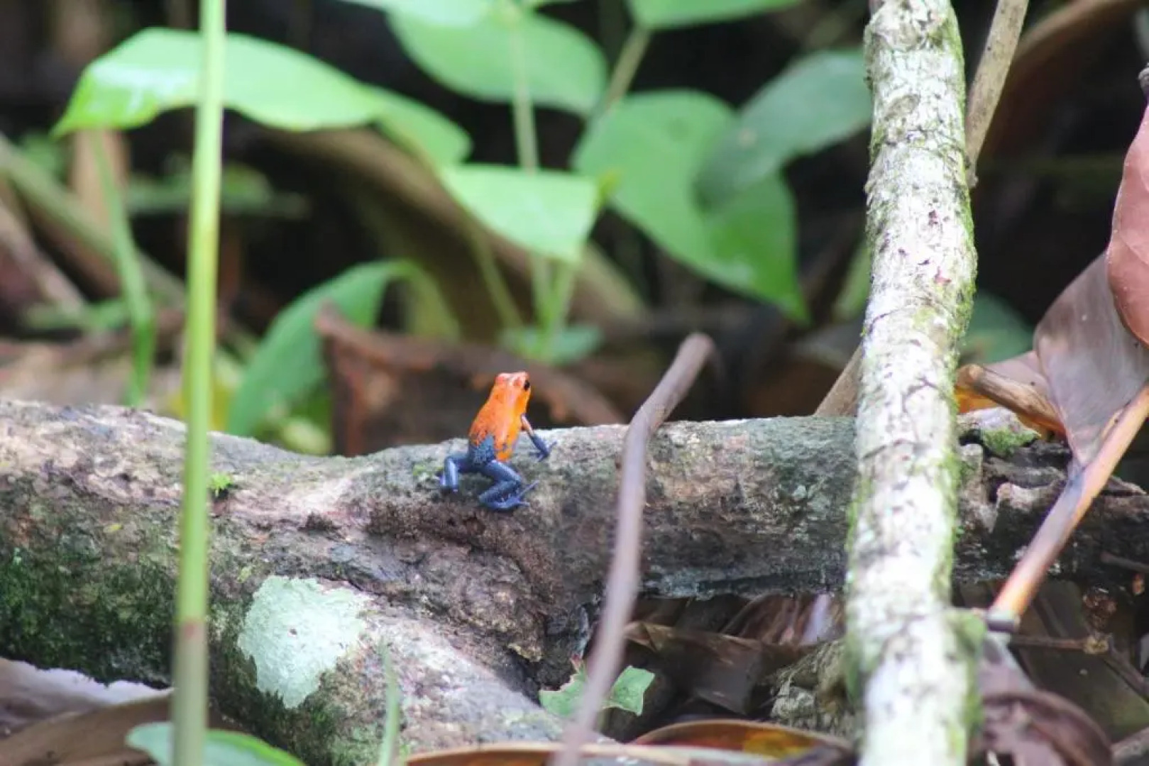 Finca Orgánica Guarumo