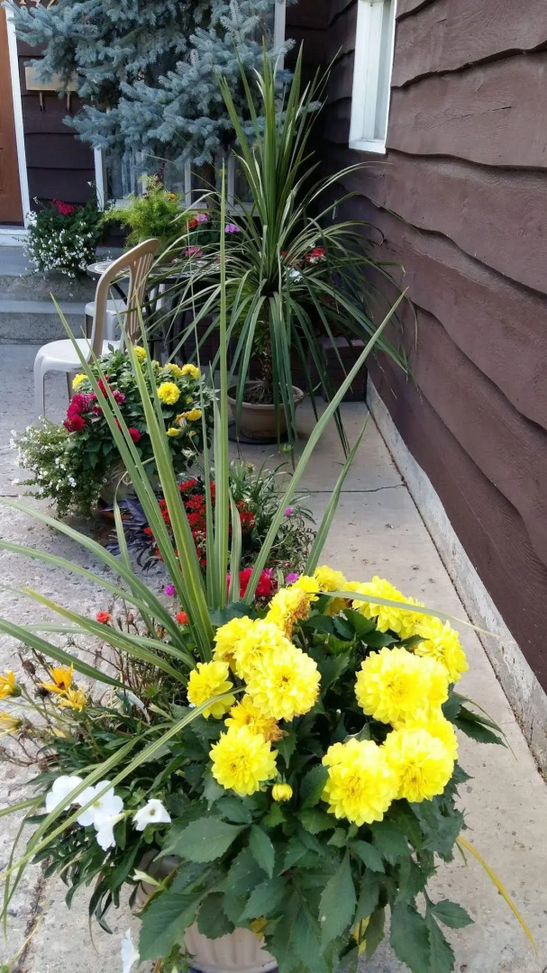 Wild Rose Bed & Breakfast