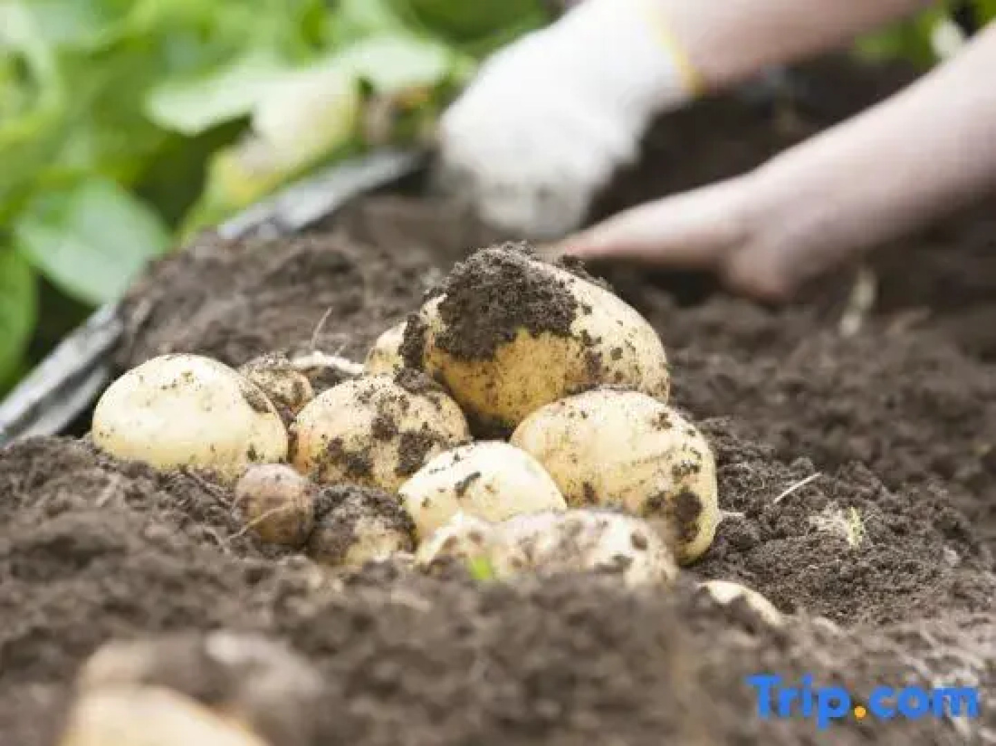 THE FARM Resort Japan