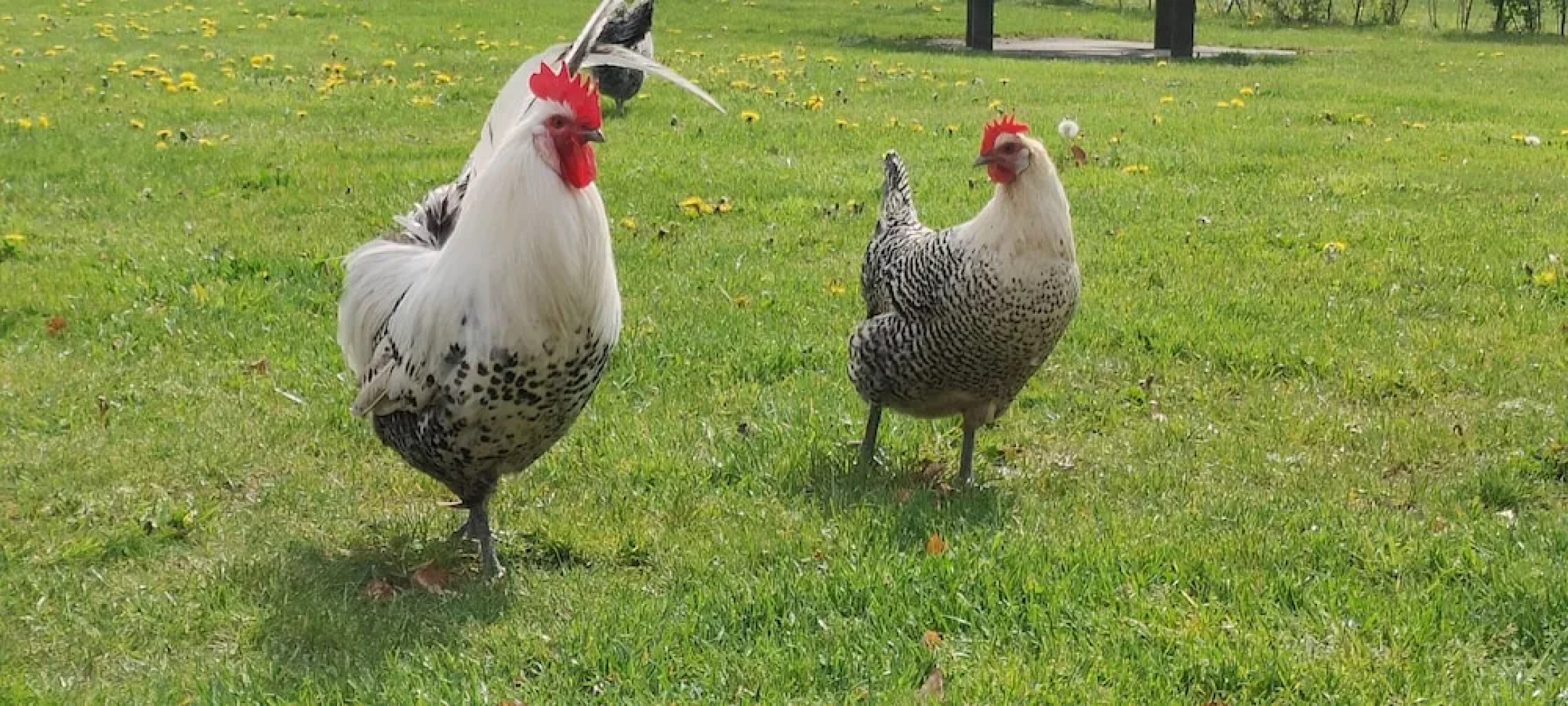 Antonius Hoeve Chalets