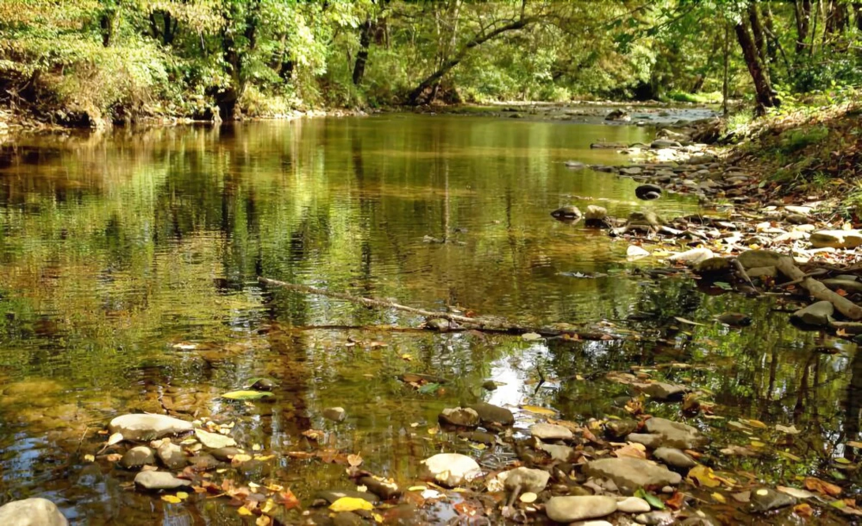 Take Me Fishing on Cosby Creek - 2 Br Cabin