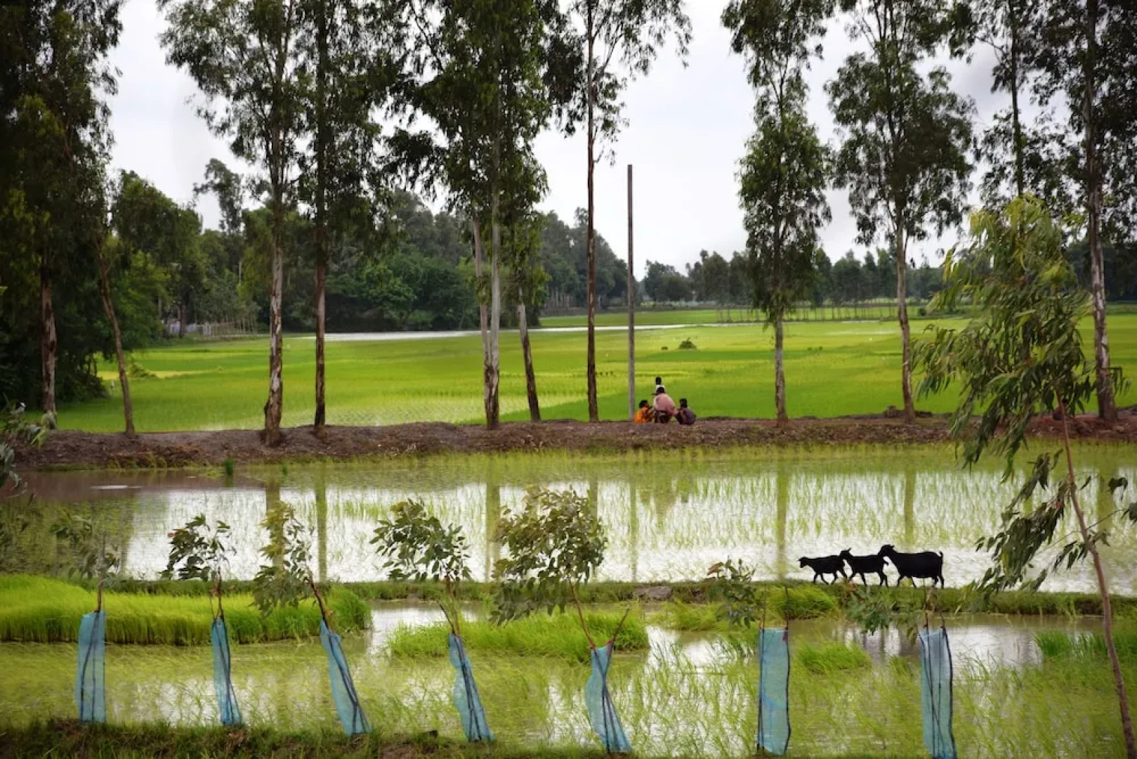 Backpackers Eco Village