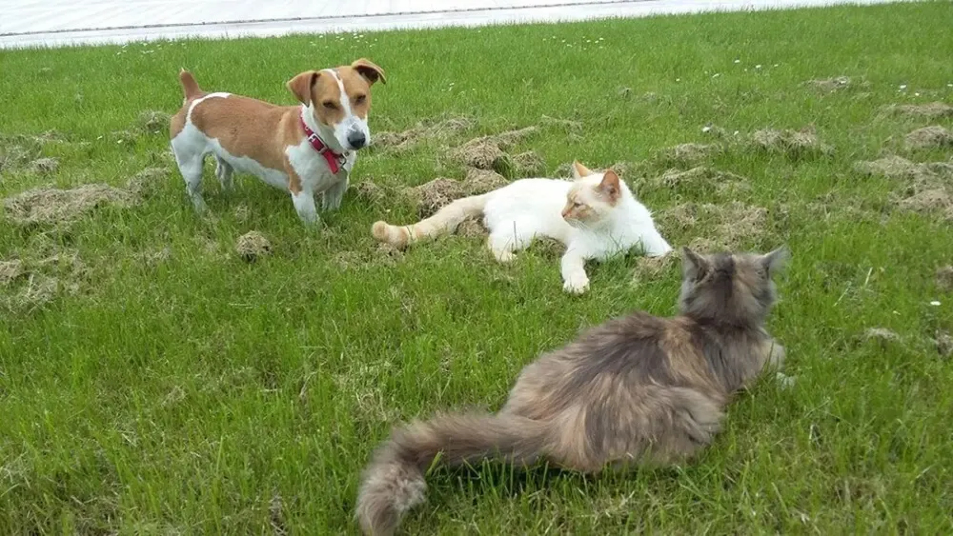 House With one Bedroom in Saint-roch, With Shared Pool, Enclosed Garden and Wifi