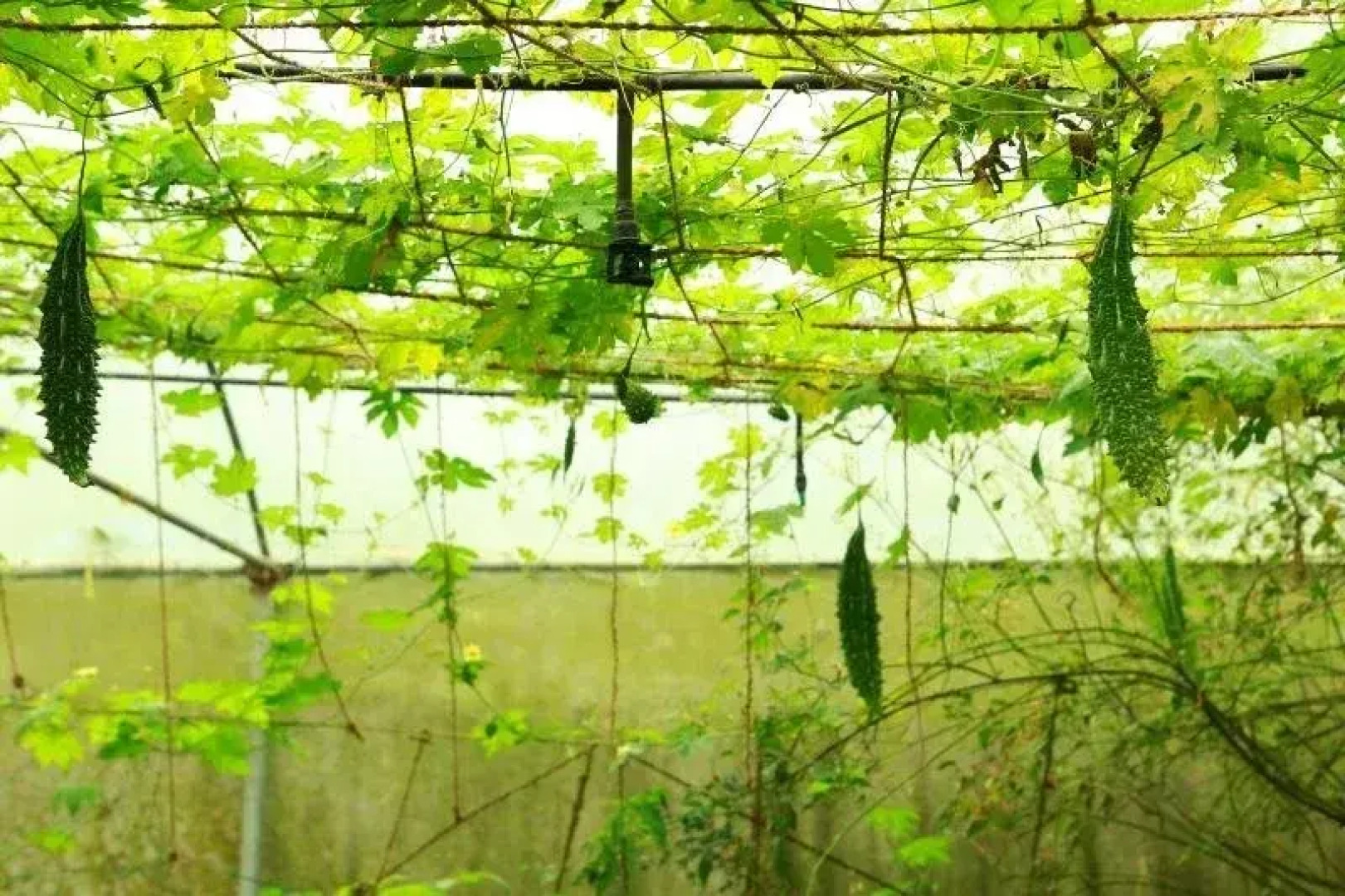 Aiswarya Spices And Dreamland