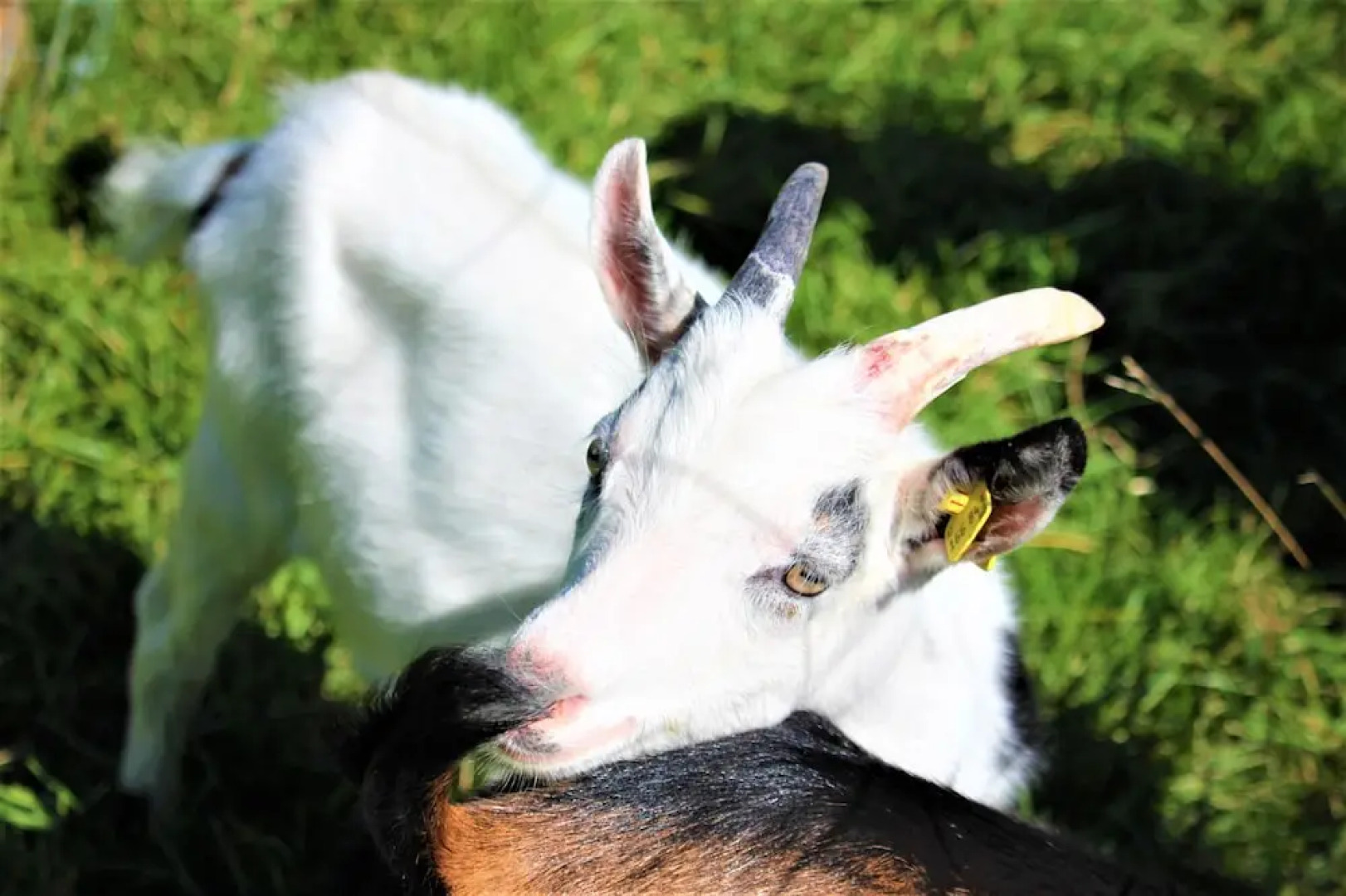 Familienhotel Kleinwalsertal