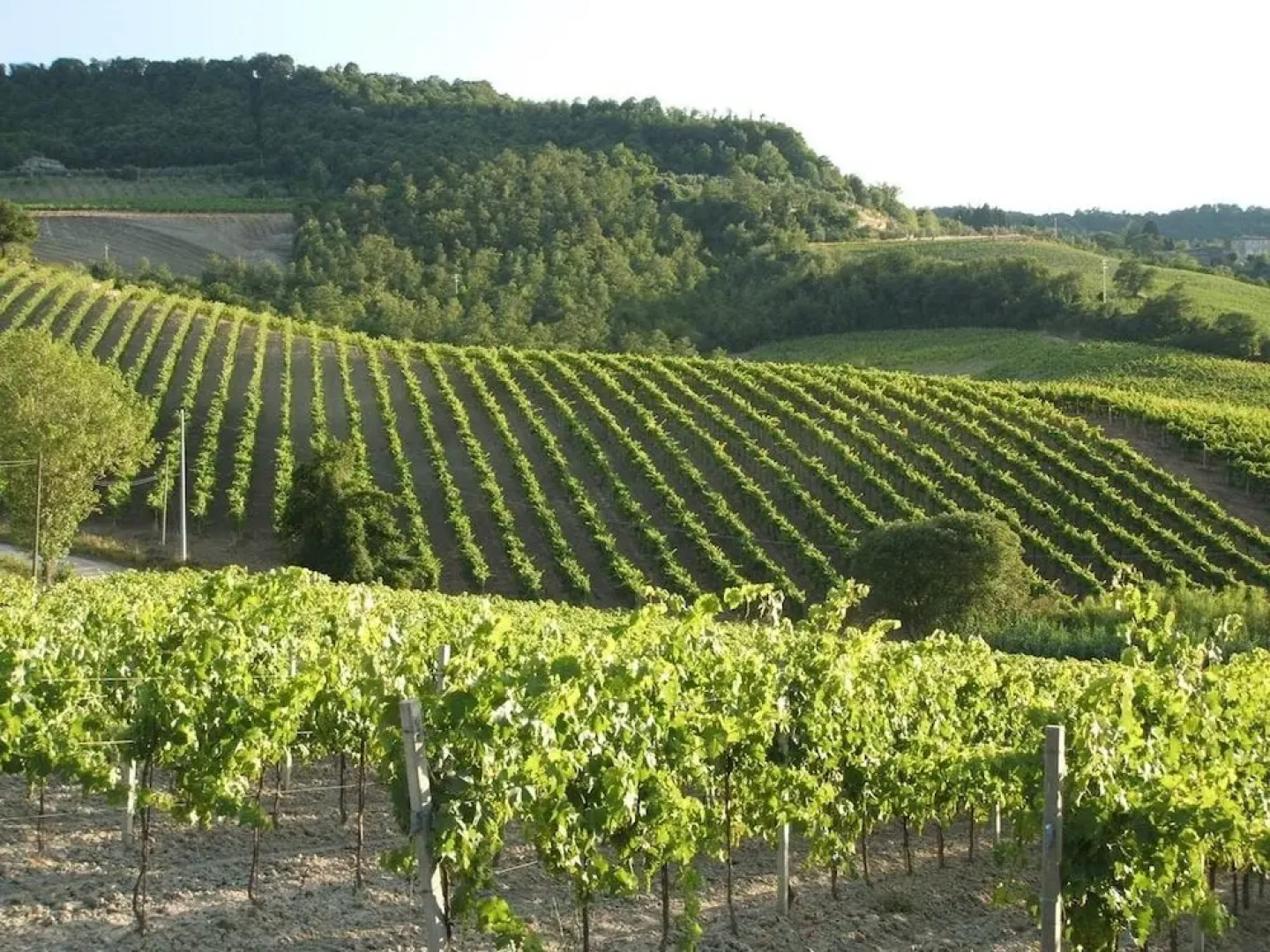 Verdidea - ANTICA PERGOLA