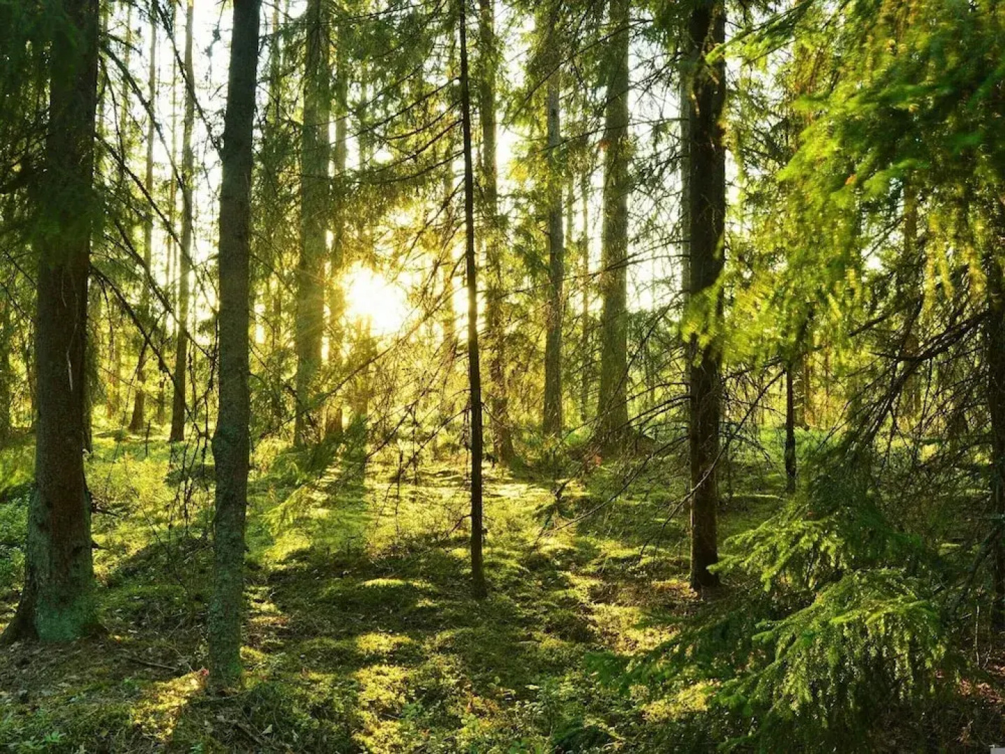 6 Person Holiday Home in Mellbystrand