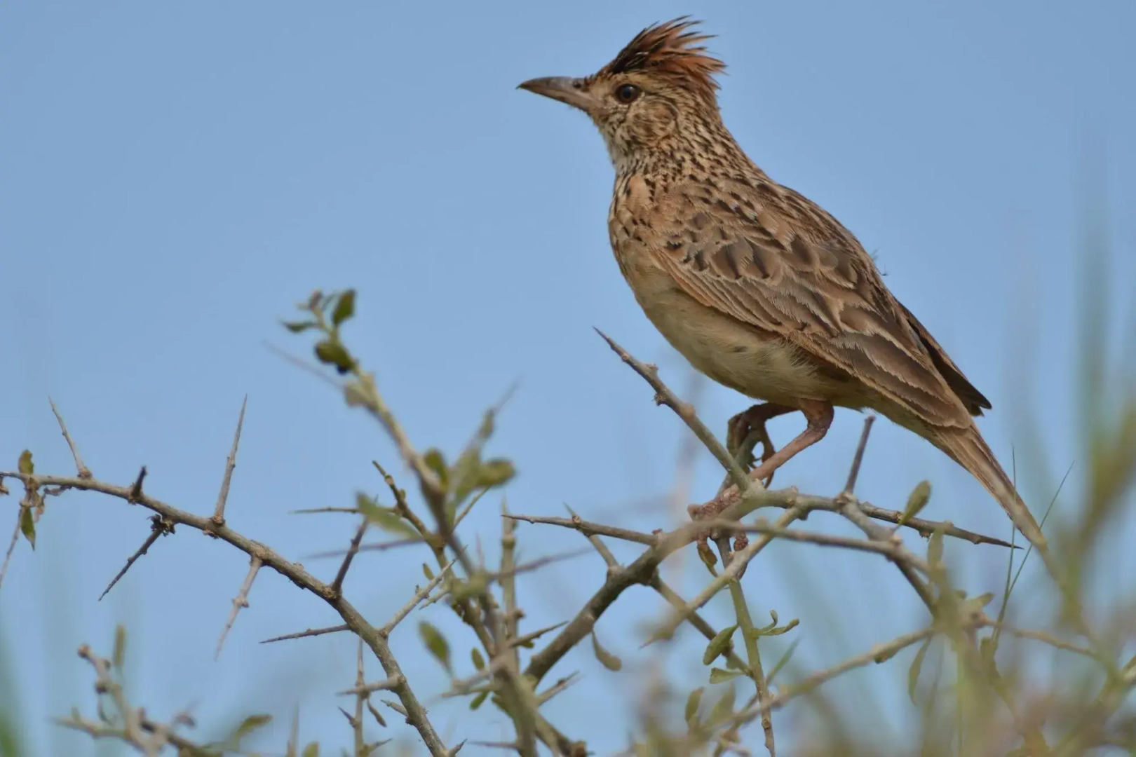 Shamwari Eagles Crag