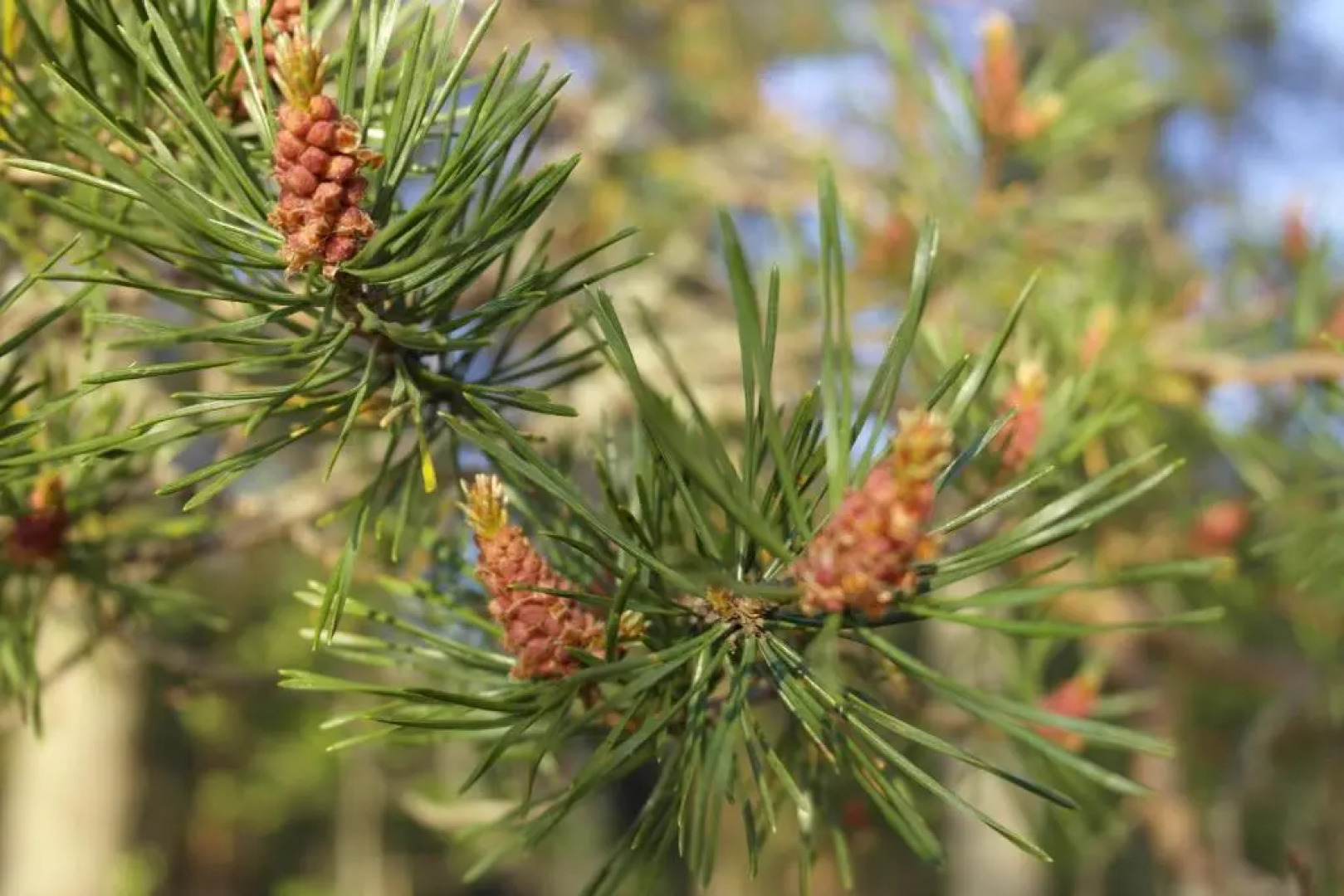 Koto Hotel Pihtipudas