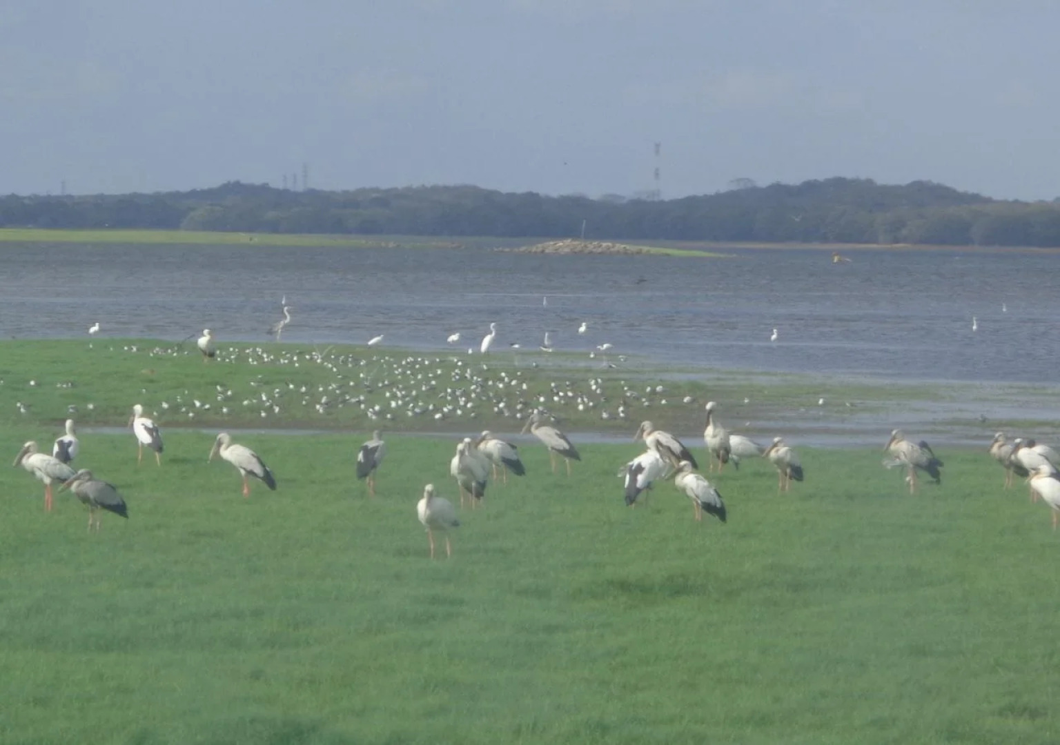 The Senaro Holiday Inn