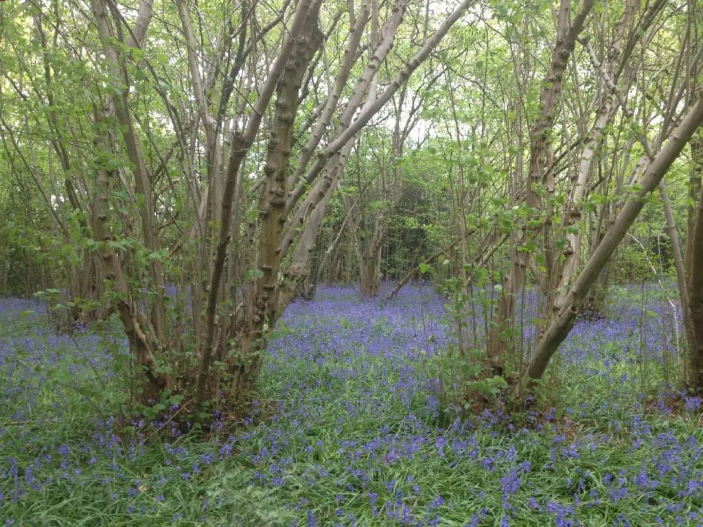 The Garth Guest Suite Studio Cottage