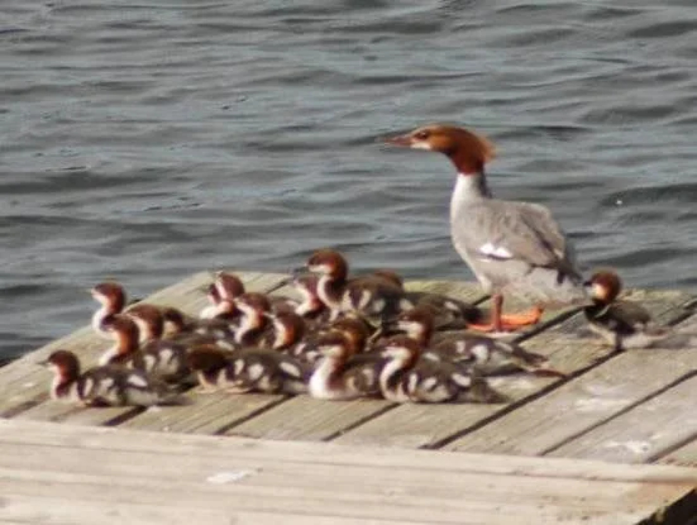 Daniels Lake Lodge B&B