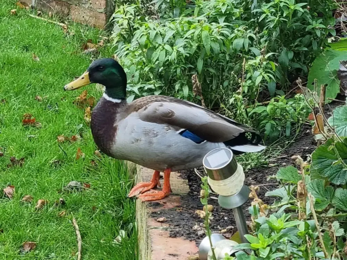 Paddock Cottage - Thorpe Arnold, Melton Mowbray