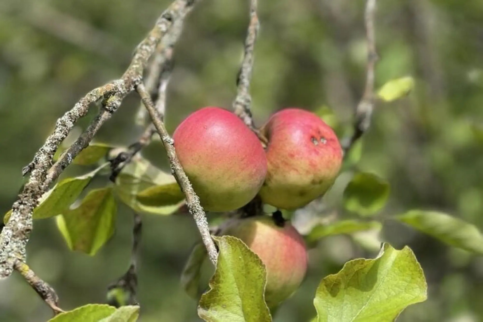 Ardennes Villa With Riverside Garden and Views