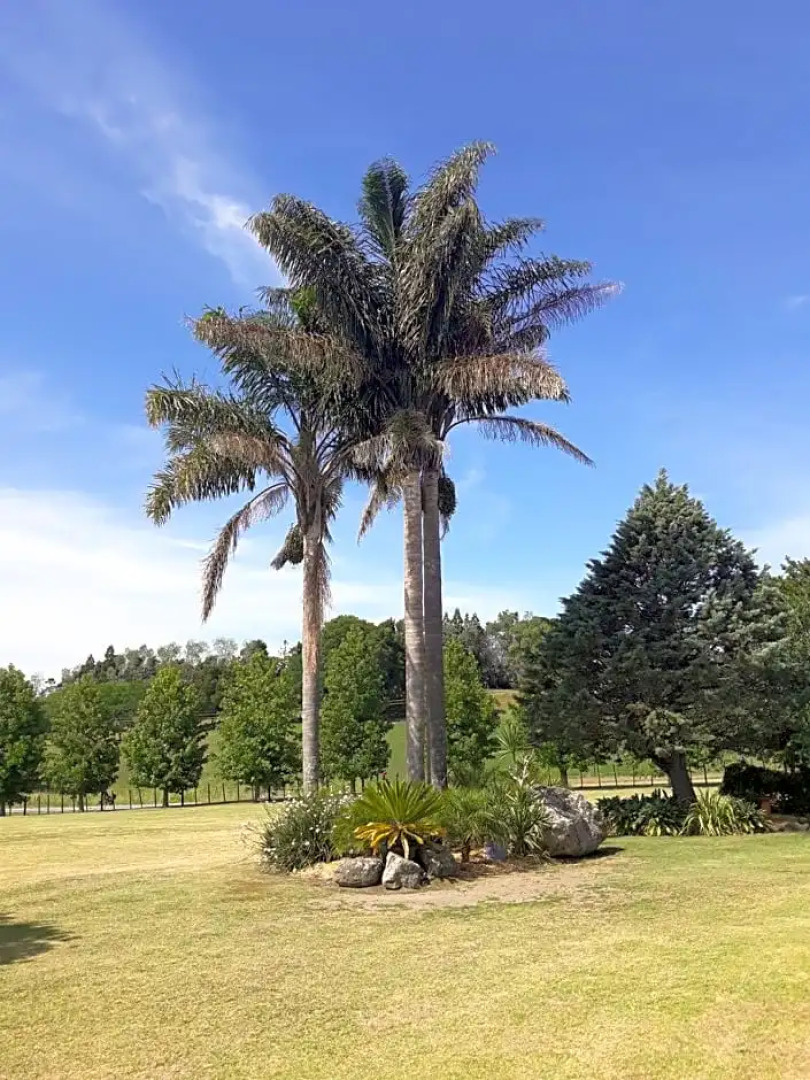 Rural Palms