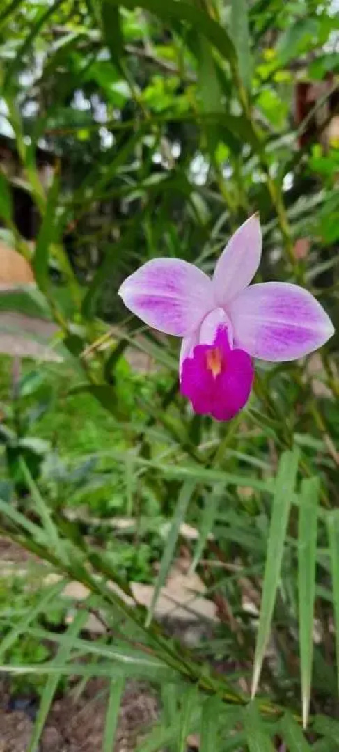 Quarto Suíte Itapoá - SC