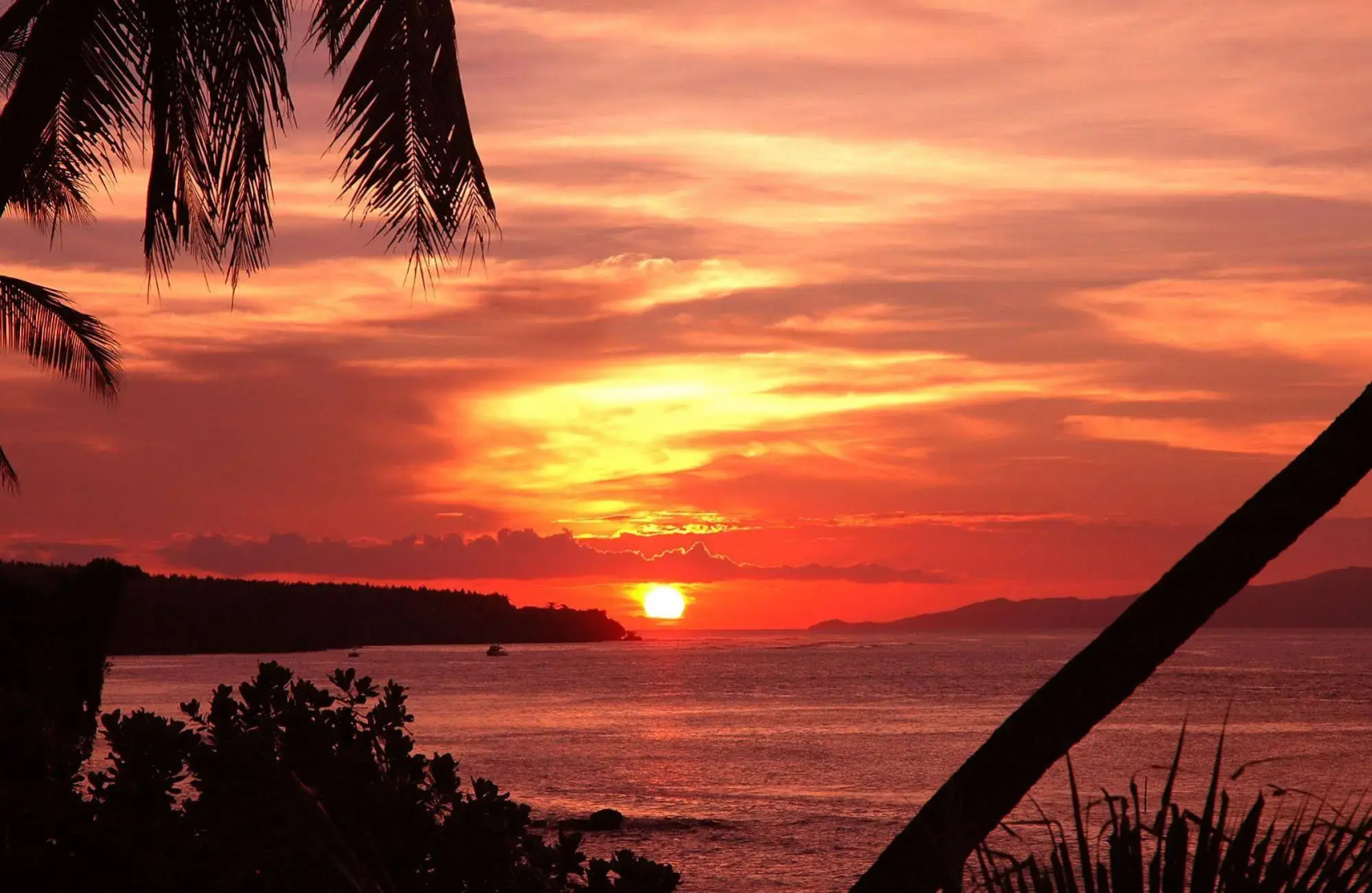 Taveuni Palms