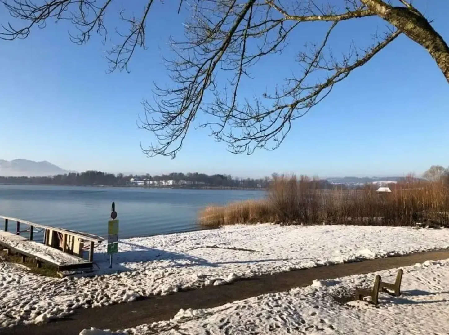 Dennenboomdroom