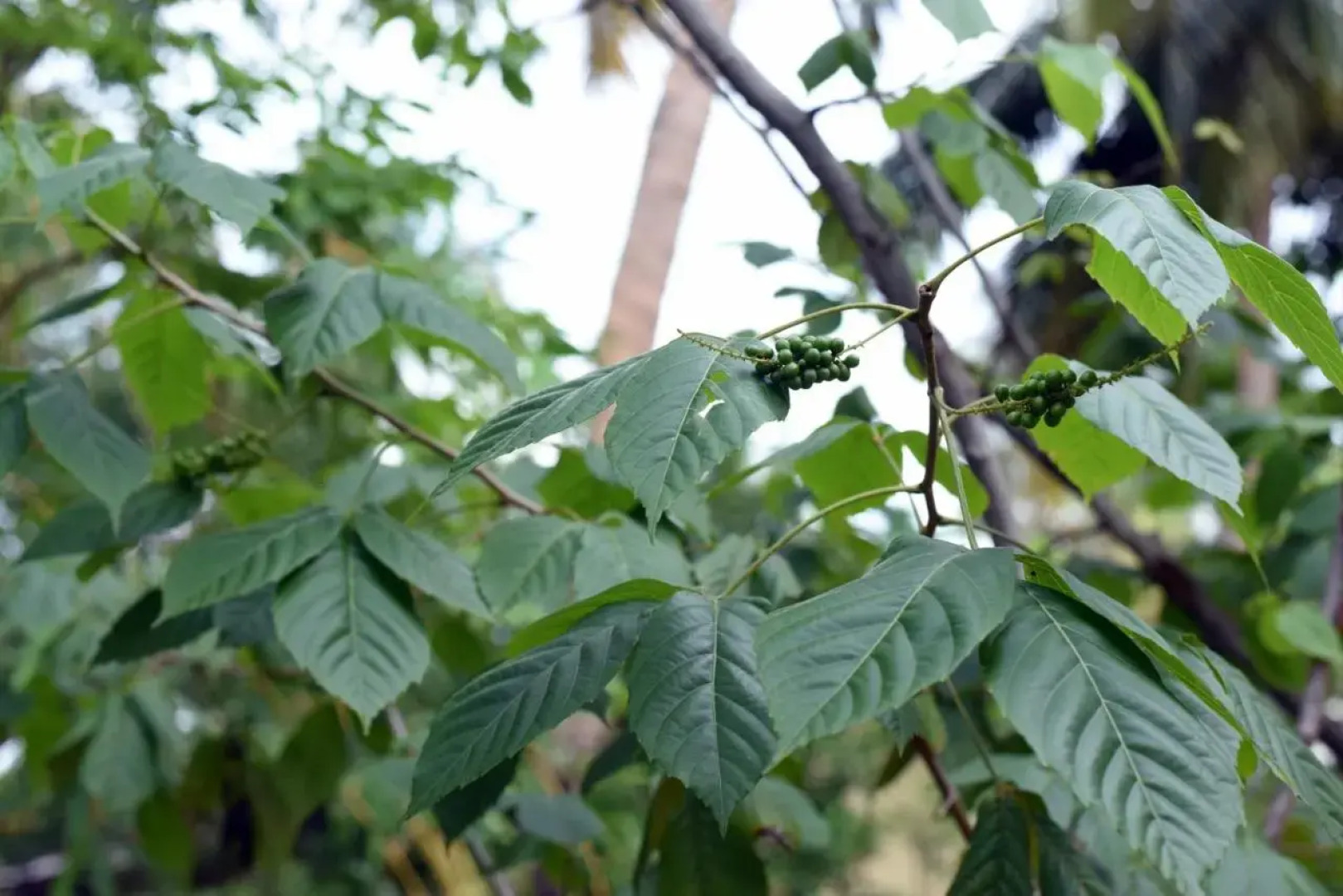 Sun and Green Eco Lodge