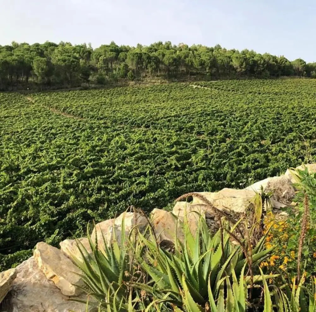 Agriturismo Tenute Pispisa Segesta