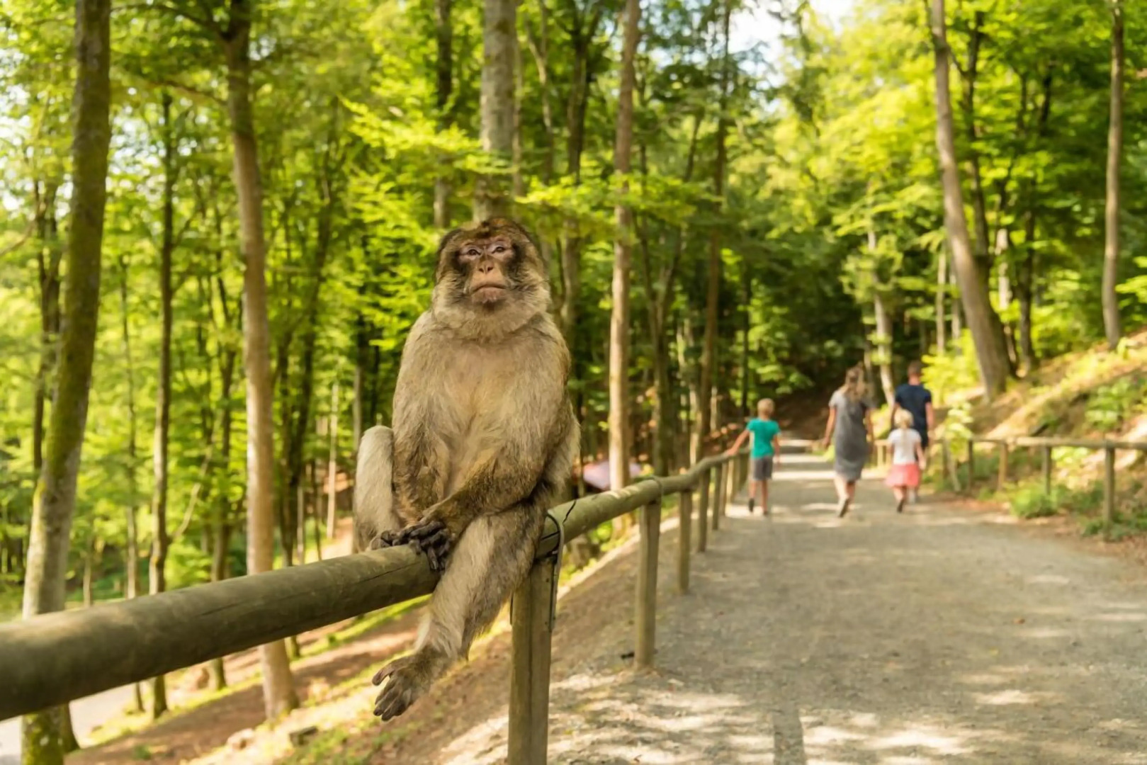 Ferienwohnung Hubertusblick