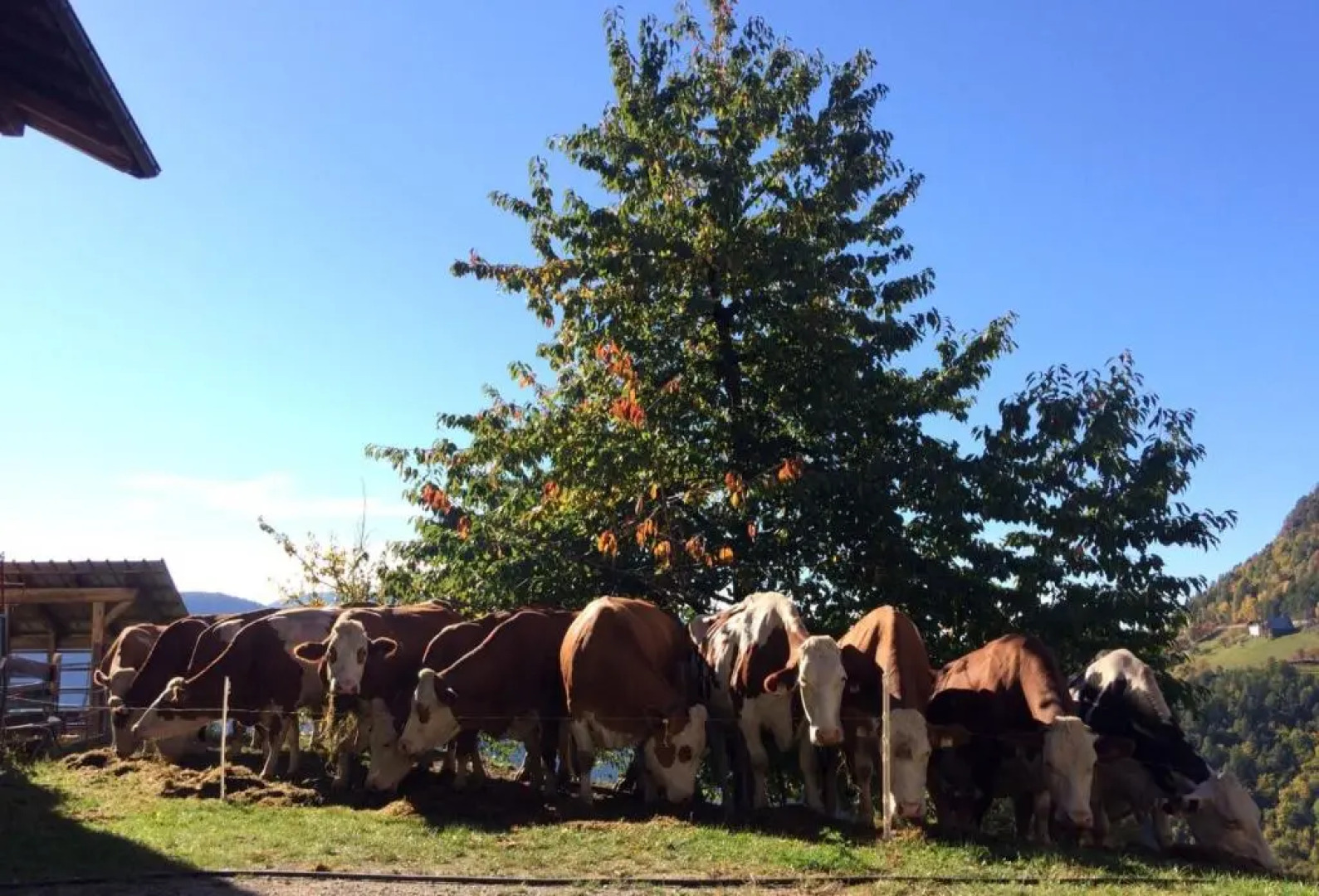 Ferienwohnung Unterkofler