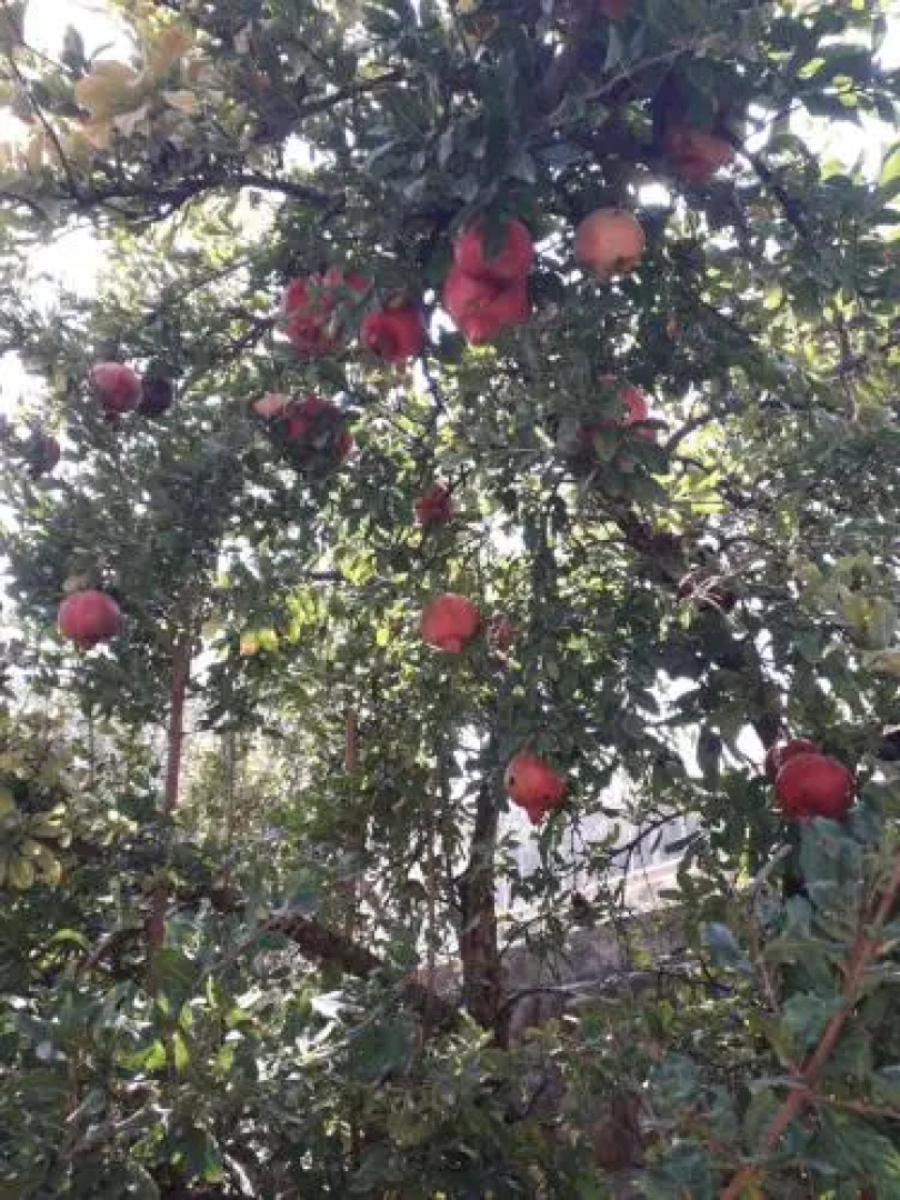 Savyon Apartment in Galilee