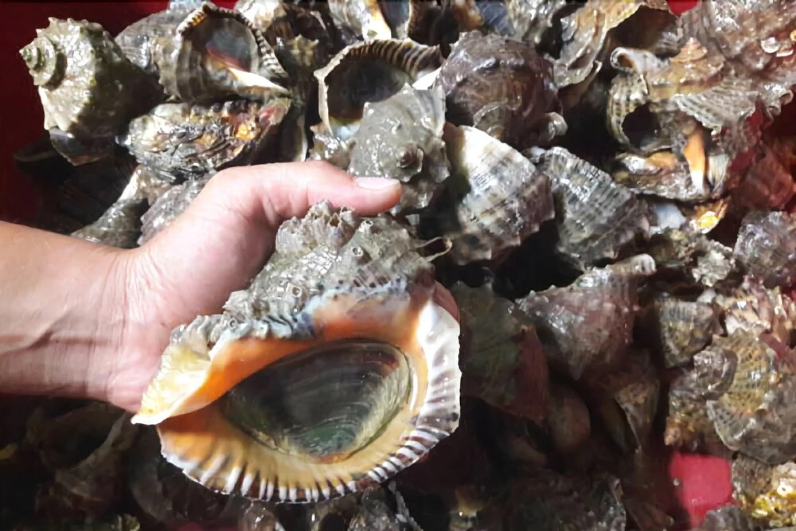 Anmyeondo Vige Pension