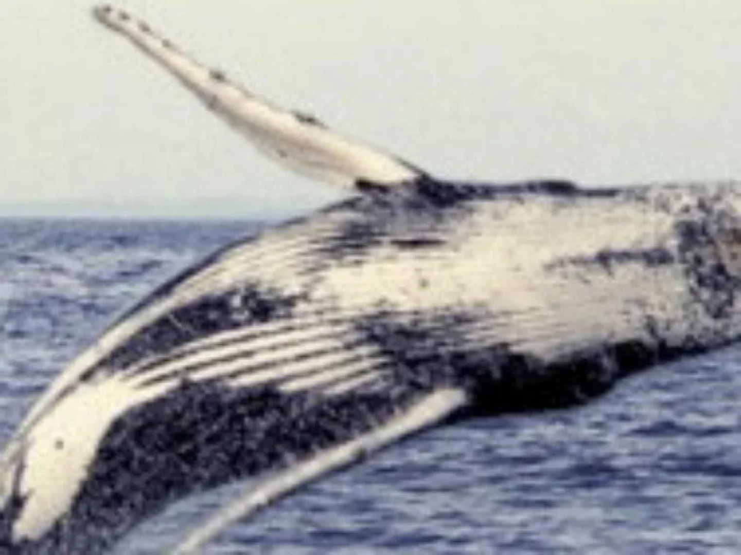 The Anchorage Bermagui