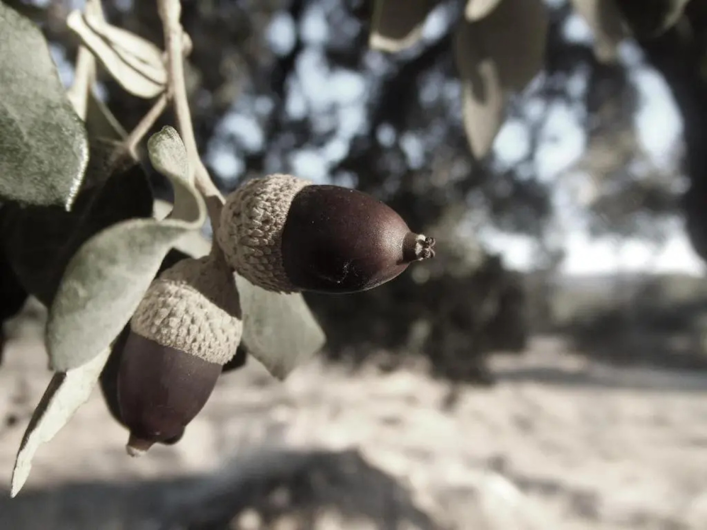 Hostal Los Encinares